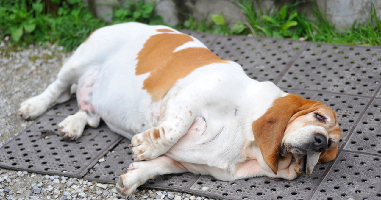 otyłość u psów